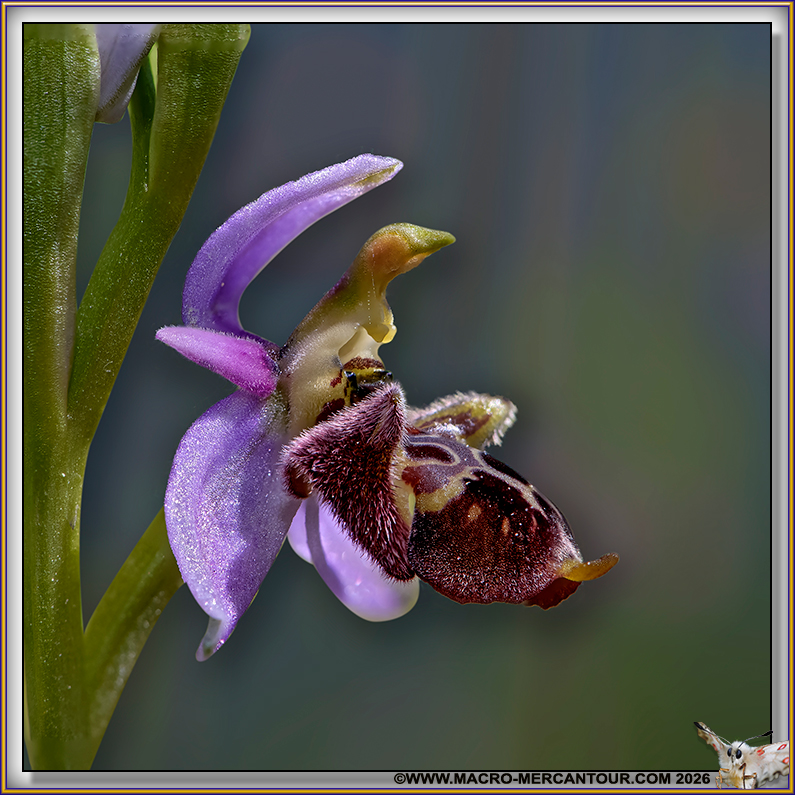 Ophrys pseudoscolopax